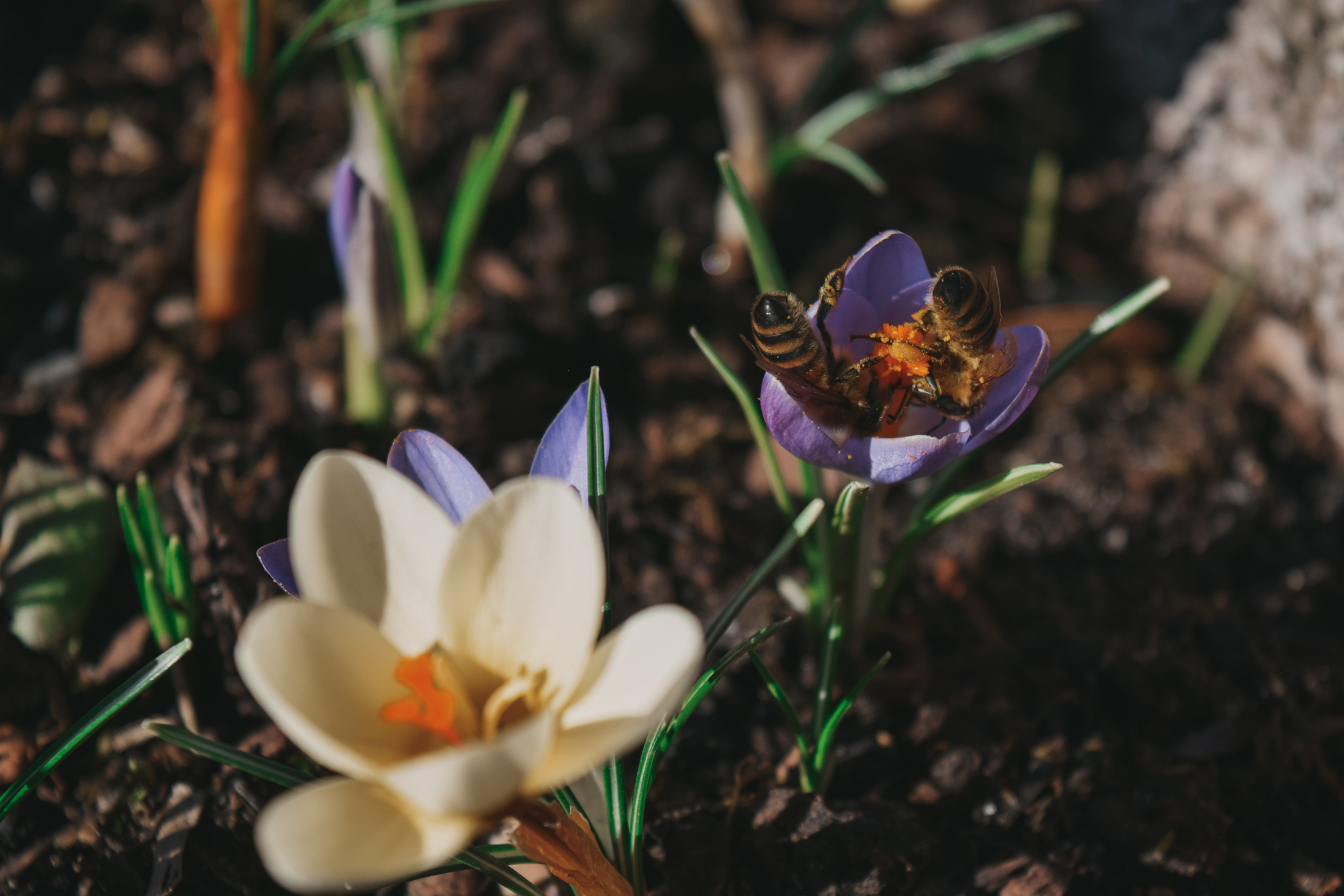 Two bees in a Flower